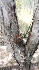 Dendrobium canaliculatum