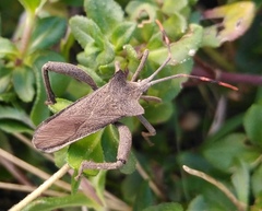 Elasmopoda valga