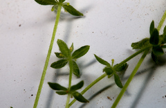 Cruciata pedemontana
