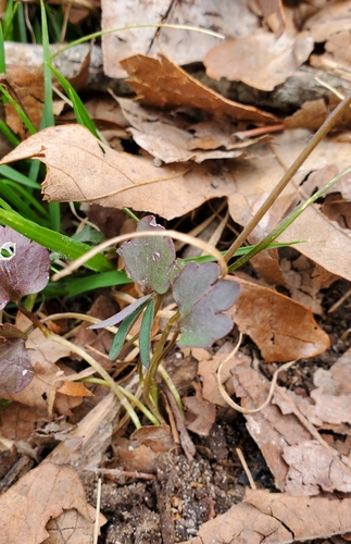 Image of Ranunculus harveyi by (c) Edie, some rights reserved (CC BY)