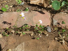 Oxalis caprina