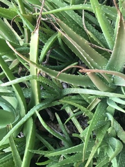 Aloe vera