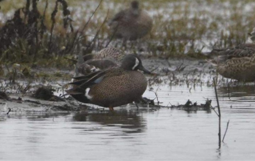 Blue-winged Teal (Spatula discors)