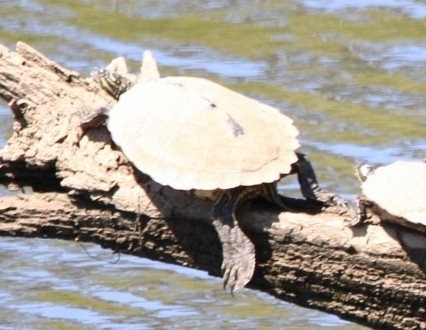 Black-knobbed Map Turtle in March 2024 by Josh Golden. Full photo added ...