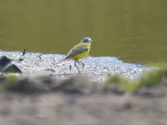 Motacilla flava flava