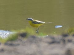 Motacilla flava flava