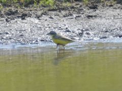 Motacilla flava flava