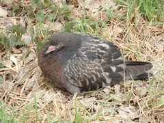 Columba livia domestica