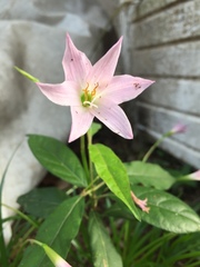 Zephyranthes carinata