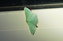 Chlorocoma cadmaria