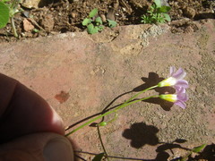 Oxalis caprina