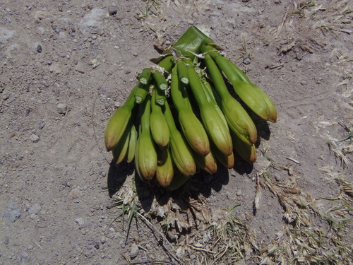 Agave mapisaga
