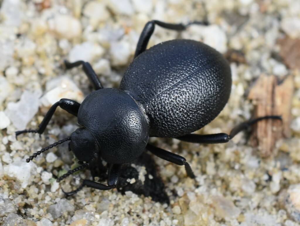 Eleodes marginata