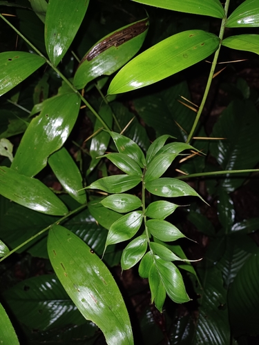 Foto de Marajá