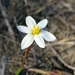 White Capestar - Photo (c) Hayley-May Wittridge, some rights reserved (CC BY-NC), uploaded by Hayley-May Wittridge