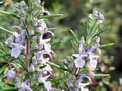 Salvia rosmarinus
