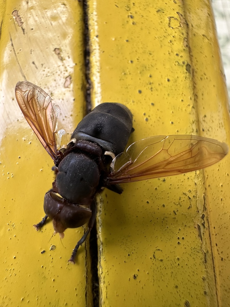 Senaspis flaviceps