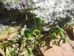 Oxalis caprina