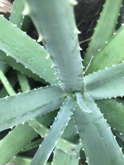 Aloe vera