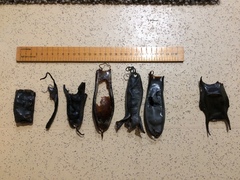 Scyliorhinus stellaris