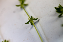 Cruciata pedemontana