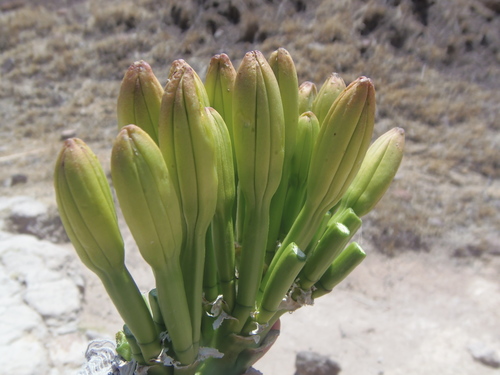 Agave mapisaga
