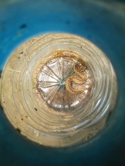 Vipera ammodytes