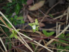Hydrangea scandens