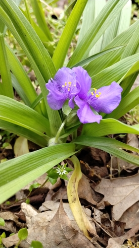 Image of Tradescantia ernestiana by no rights reserved