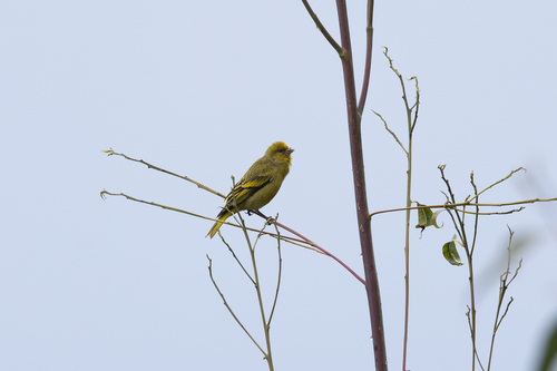 Yellow-crowned Canary (Serinus flavivertex), photo 4