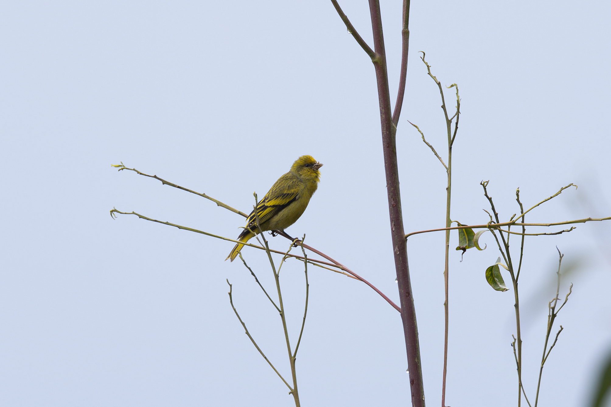 Yellow-crowned Canary (Serinus flavivertex), photo 2