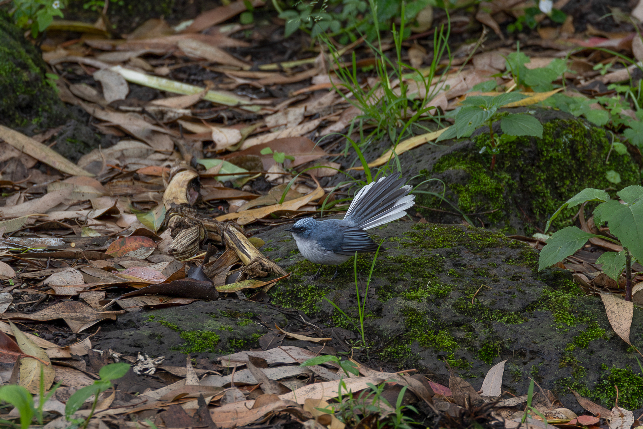 White-tailed Blue Flycatcher illustration