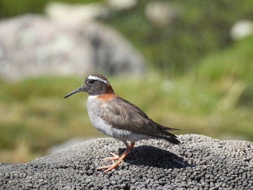Diademed Sandpiper-Plover