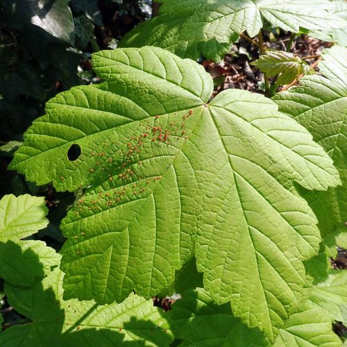 Sycamore Cherry Mite