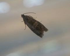 Tortricidae