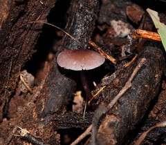 Mycena vinacea