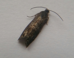 Tortricidae
