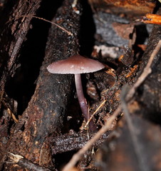 Mycena vinacea