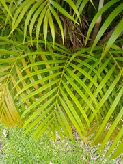 Archontophoenix cunninghamiana