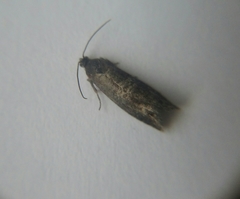 Tortricidae