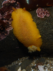 Doriopsilla albopunctata