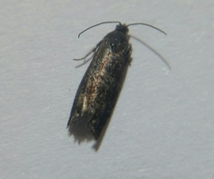 Tortricidae