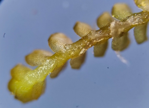 Image of Neoorthocaulis floerkei by (c) Helen Waterman, some rights reserved (CC BY)
