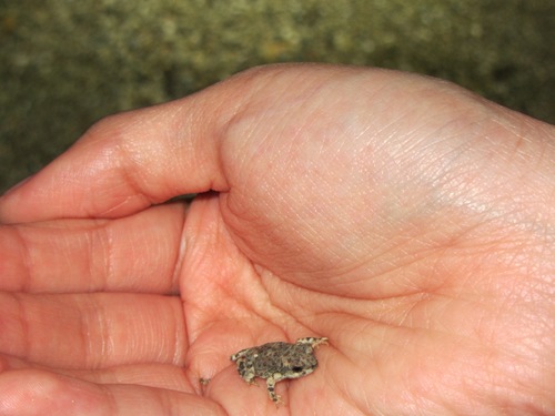 iNaturalist observation photo of Red-spotted Toad