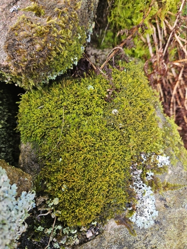 Image of Neoorthocaulis floerkei by (c) Helen Waterman, some rights reserved (CC BY)