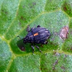 Rhinoncus leucostigma