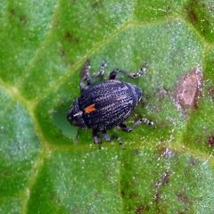 Rhinoncus leucostigma