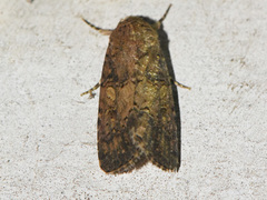 Spodoptera cilium