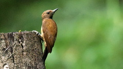 Smoky-Brown Woodpecker photo 2