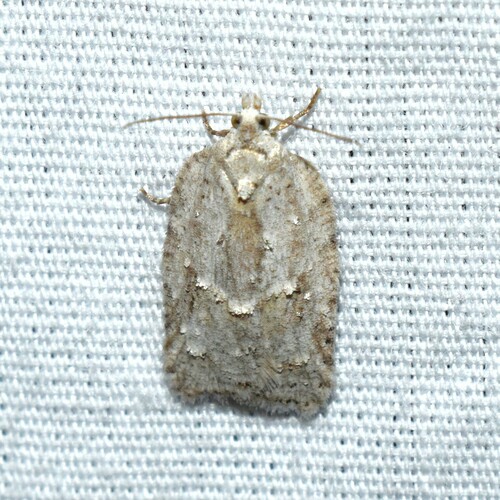 North American Black-headed Birch Leaffolder Moth photo 4
